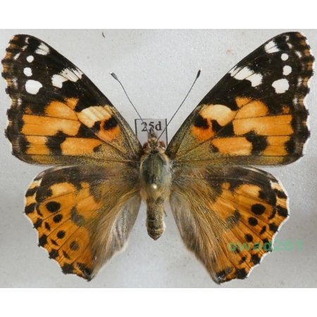Vanessa cardui (Linnaeus, 1758) ex. ovo, Rusałka osetnik Czech25d